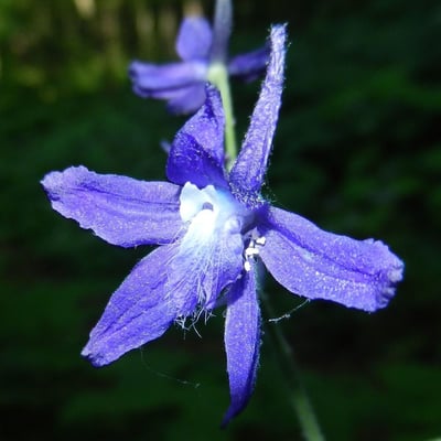 Delphinium tricorne — flower