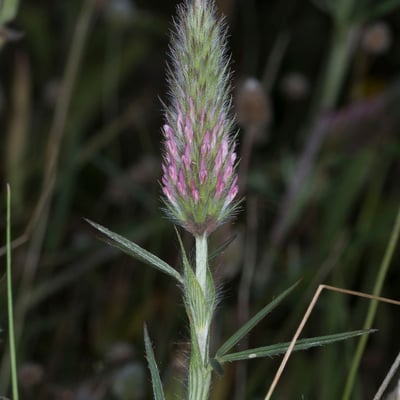 Trifolium angustifolium — flower