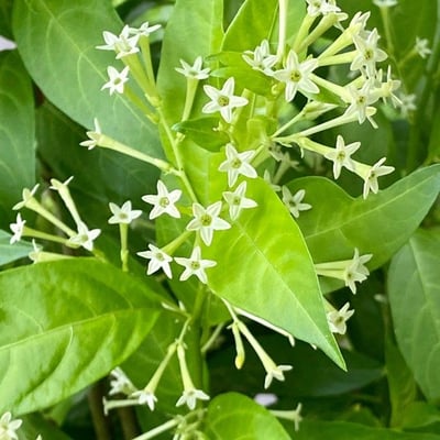 Cestrum nocturnum — flower