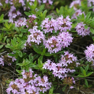 Thymus longicaulis — flower