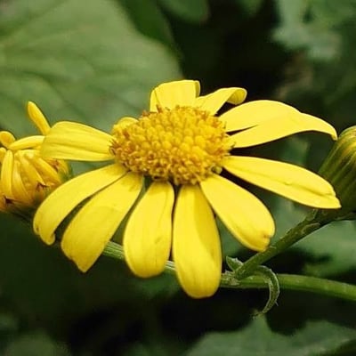 Senecio squalidus — flower