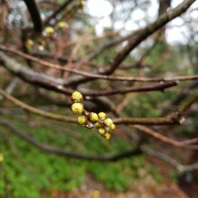 Lindera benzoin — flower