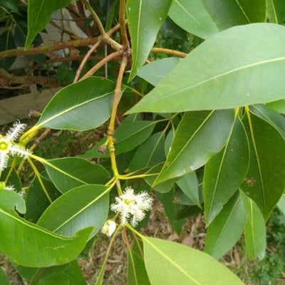 Lophostemon confertus — flower
