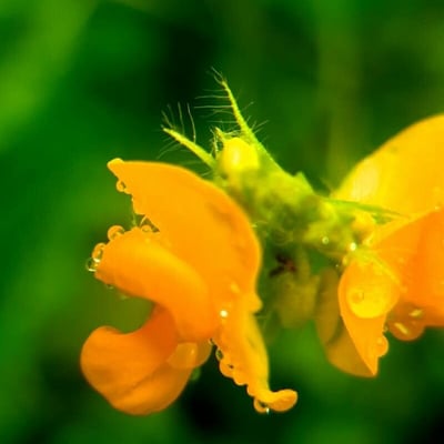 Vigna umbellata — flower