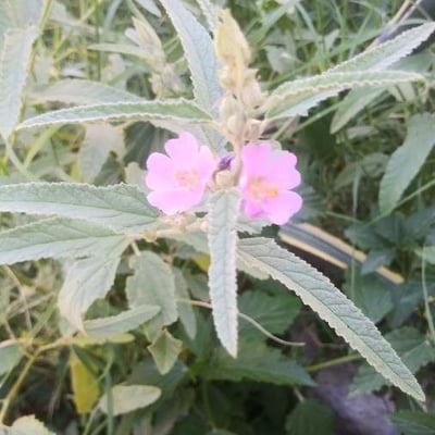 Sphaeralcea angustifolia — flower