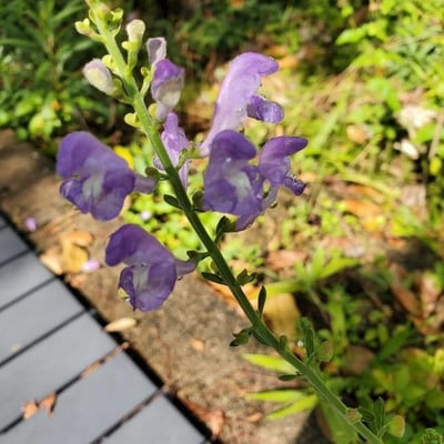 Scutellaria integrifolia — flower