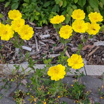Potentilla hirta — flower