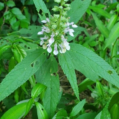 Teucrium canadense — flower