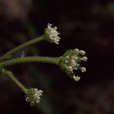 Adenocaulon bicolor — flower