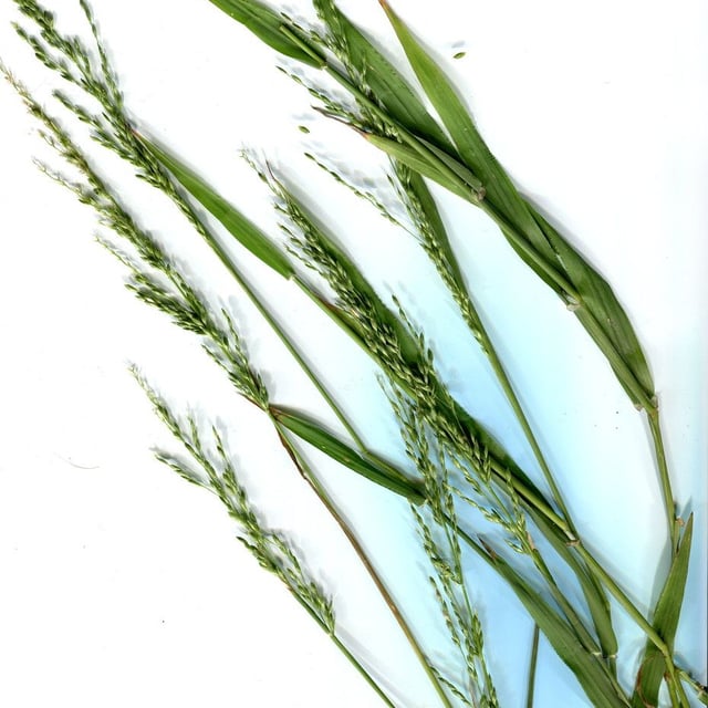 Ehrharta erecta — flower