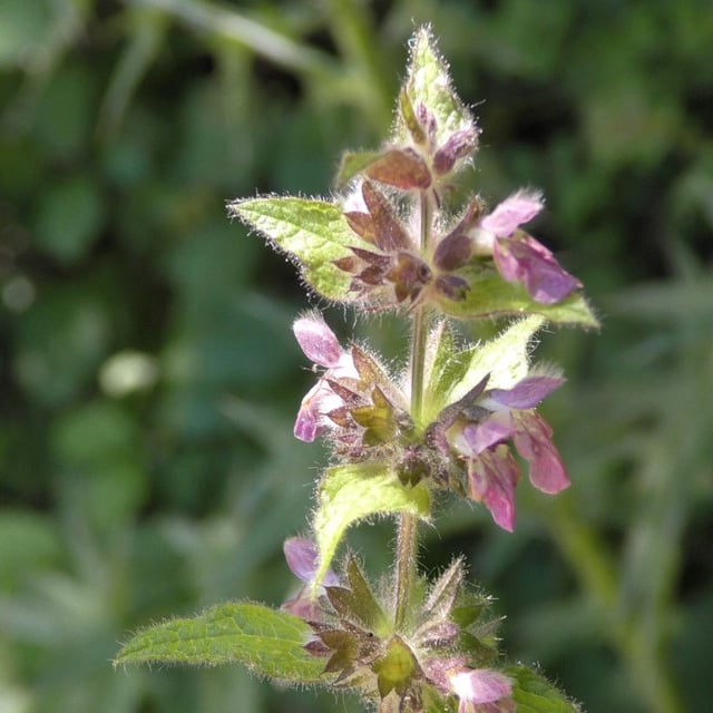 Stachys alpina — flower