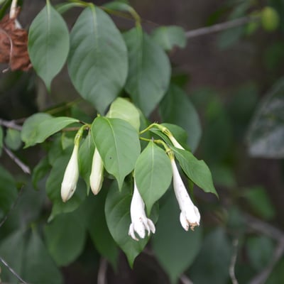 Coutarea hexandra — flower