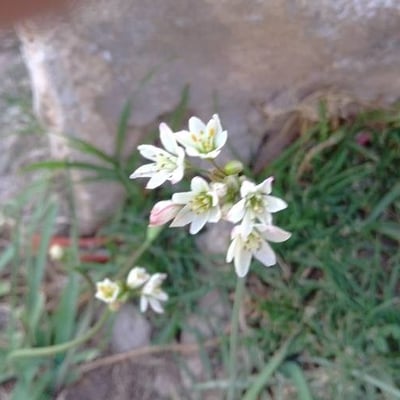 Nothoscordum bivalve — flower