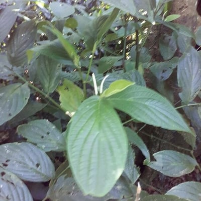 Piper hispidum — flower