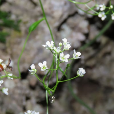 Kernera saxatilis — flower