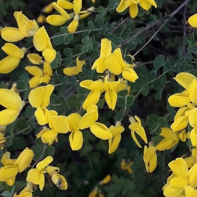 Cytisophyllum sessilifolium — flower