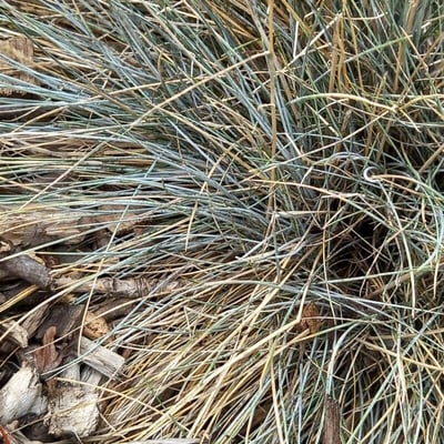 Festuca cinerea — leaf