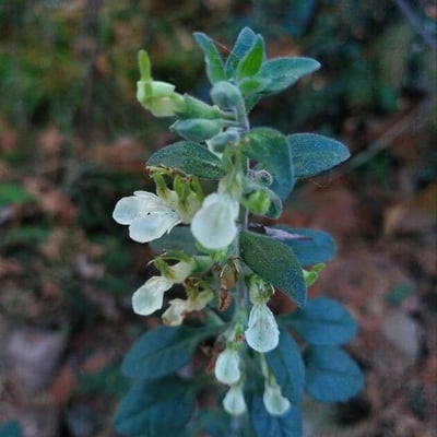 Teucrium flavum — flower