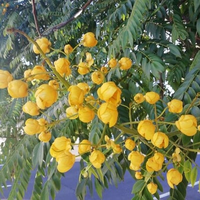 Senna spectabilis — flower