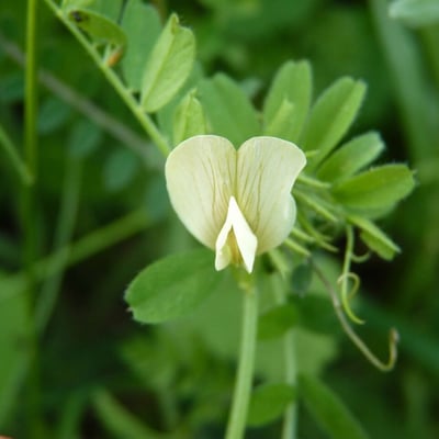 Vicia lutea — flower