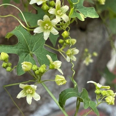 Bryonia alba — flower