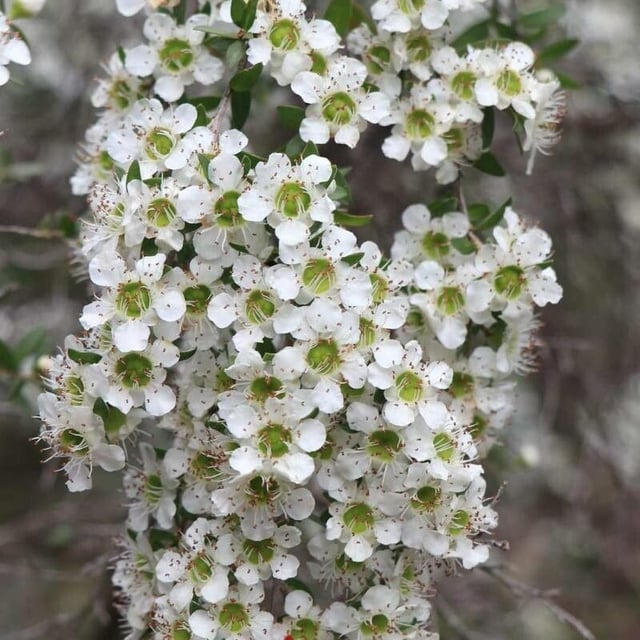 Leptospermum polygalifolium — flower