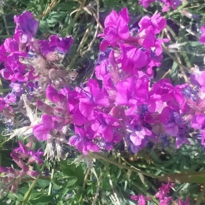 Oxytropis lambertii — flower