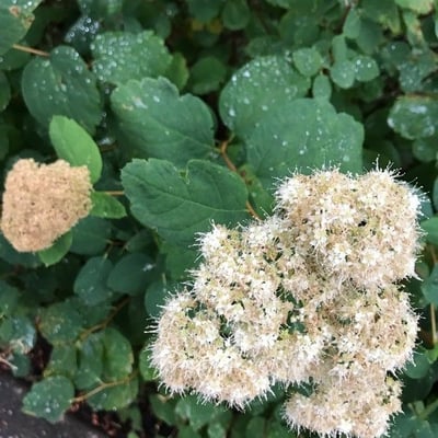 Spiraea betulifolia — flower