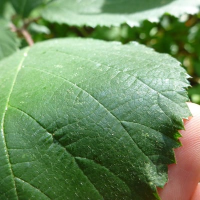 Rubus flexuosus — leaf