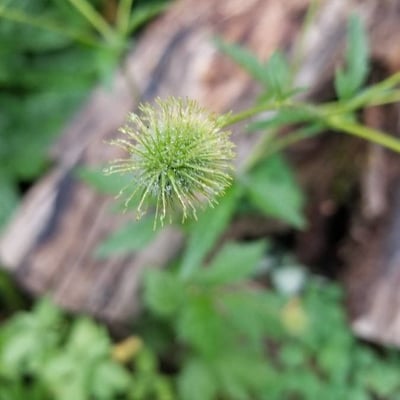 Geum aleppicum — flower