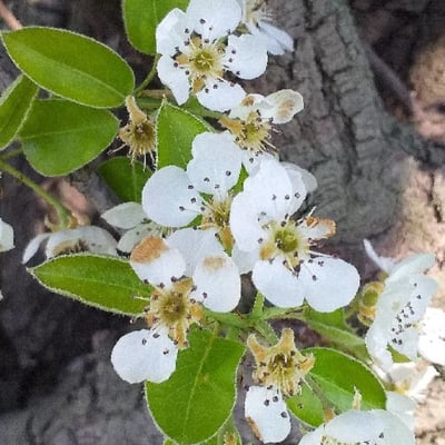 Pyrus communis — flower