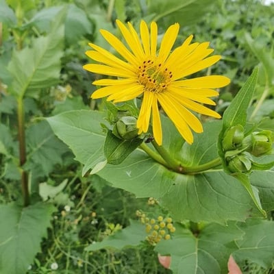 Silphium integrifolium — flower