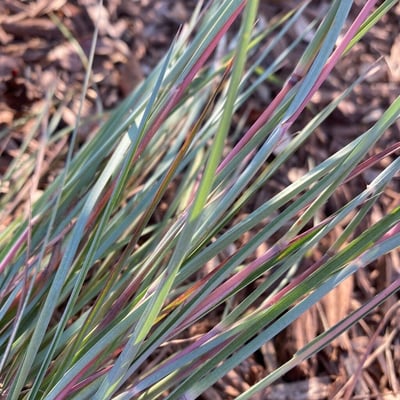 Schizachyrium scoparium — leaf