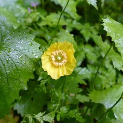 Papaver alpinum — flower