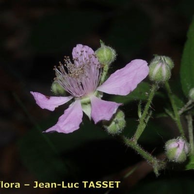 Rubus rudis — flower