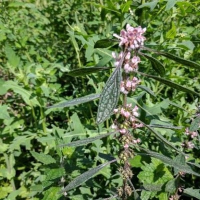 Leonurus cardiaca — flower