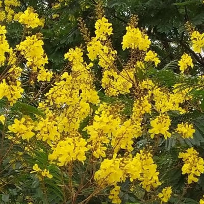 Peltophorum pterocarpum — flower