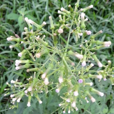 Erechtites valerianifolius — flower
