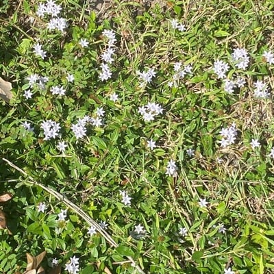 Richardia scabra — flower