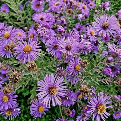 Symphyotrichum novae-angliae — flower