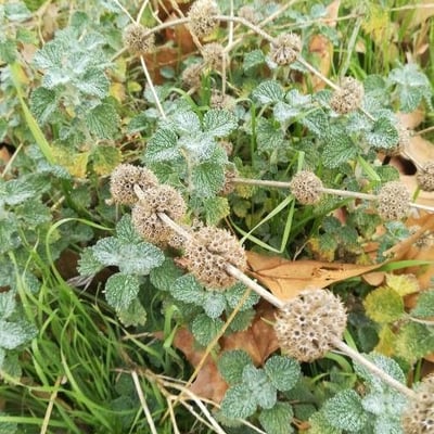 Marrubium vulgare — flower