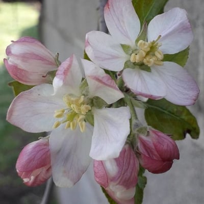 Malus domestica — flower