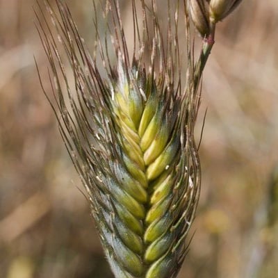 Triticum monococcum — flower