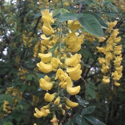 Laburnum alpinum — flower