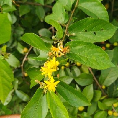 Grewia flavescens — flower