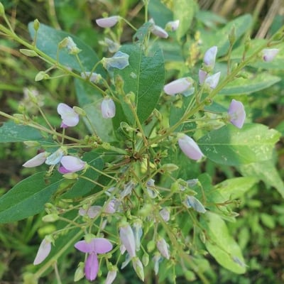 Desmodium paniculatum — flower