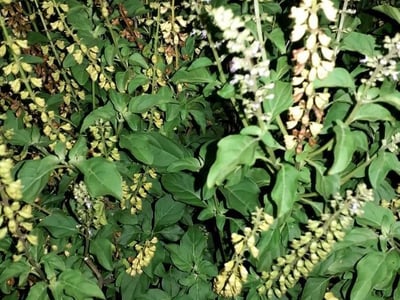 Least basil
