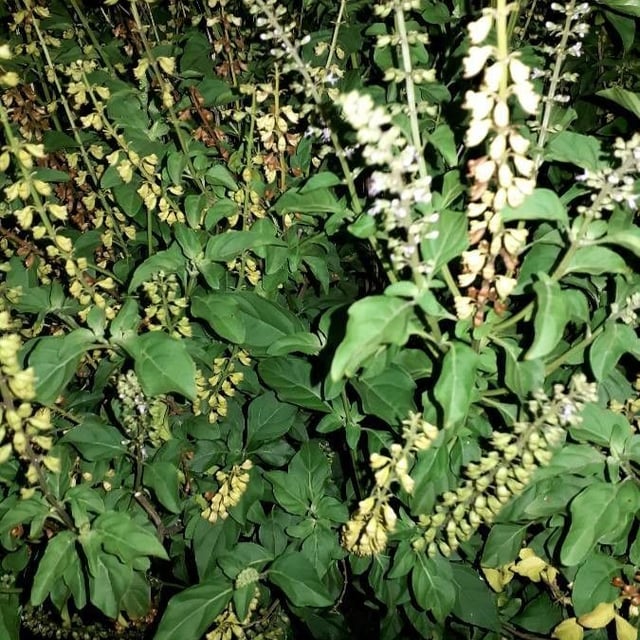 Least basil