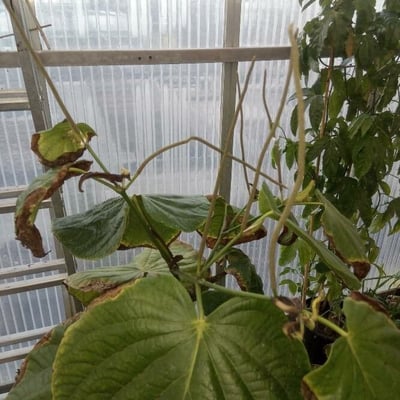 Piper umbellatum — flower