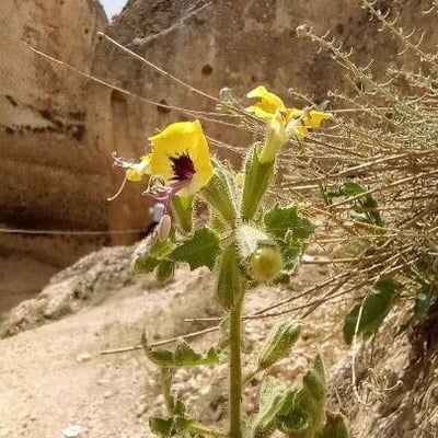 Hyoscyamus aureus — flower